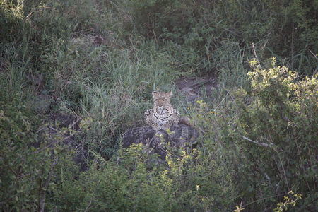 Leopard Kenya Africa savannah wild animal cat mammalの写真素材