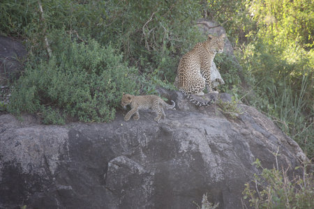 Leopard Kenya Africa savannah wild animal cat mammalの写真素材
