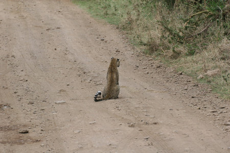 Leopard Kenya Africa savannah wild animal cat mammal