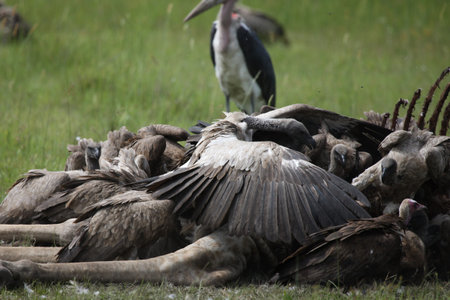 Wild Griffon Vulture Africa savannah Kenya dangerous birdの写真素材