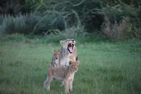 Lion wild dangerous mammal africa savannah Kenyaの写真素材