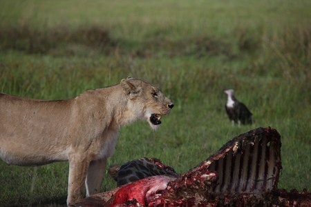 Lion wild dangerous mammal africa savannah Kenyaの写真素材