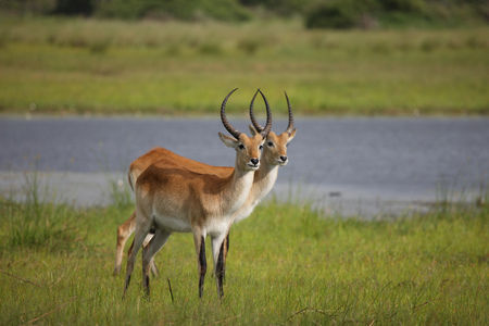 Wild Impala Antelope in African Botswana savannahの写真素材
