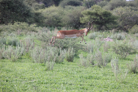 Wild Impala Antelope in African Botswana savannahの写真素材