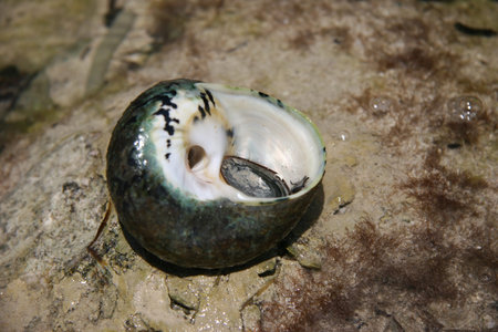 coral life underwater diving safari Caribbean Sea