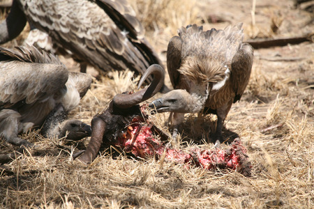 Wild Griffon Vulture Africa savannah Kenya dangerous birdの写真素材