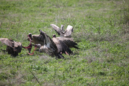 Wild Griffon Vulture of Africaの写真素材