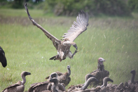 Wild Griffon Vulture of Africaの写真素材