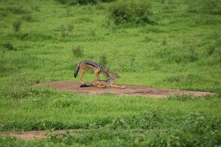 Jackal wild dangerous mammal africa savannah Kenyaの写真素材