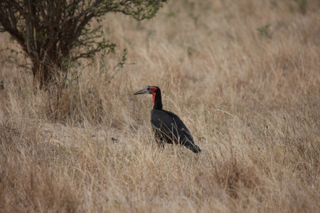 Wild African Bird  in African Botswana savannahの写真素材