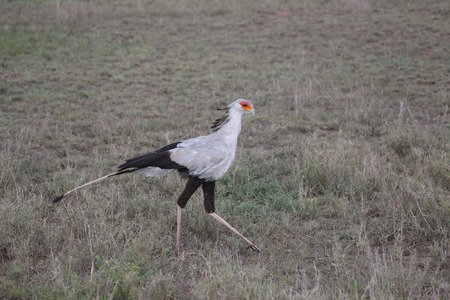 Wild African Bird  in African Botswana savannahの写真素材