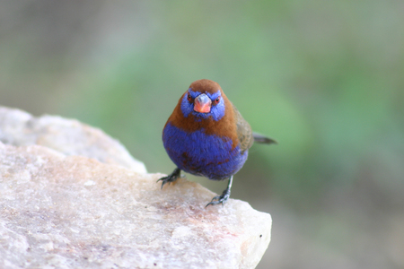 Wild African Bird  in African Botswana savannahの写真素材