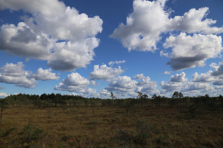 swamp autumn National Park Kemeri Latvia landscapes