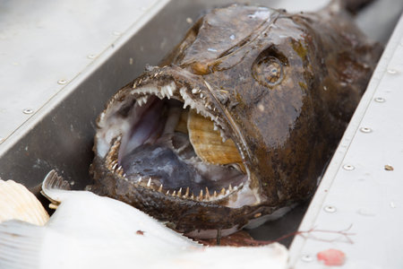 Norway sea caught Fish Norway North Scandinavia