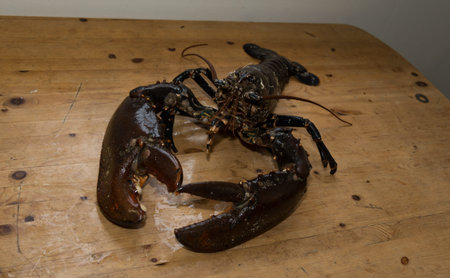 Norway sea caught Fish Norway North Scandinaviaの写真素材