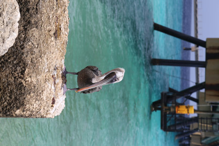 Pelican Caribbean Bird nature Bonaire island Caribbean Seaの写真素材