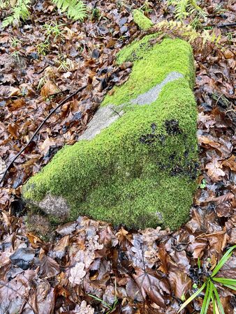 Autumn pictures Krimulda Sigulda Latvia Gauja river Valleyの写真素材