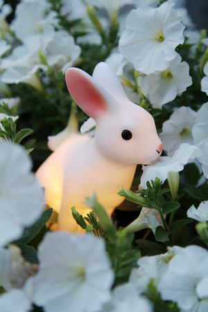 White rabbitの写真素材