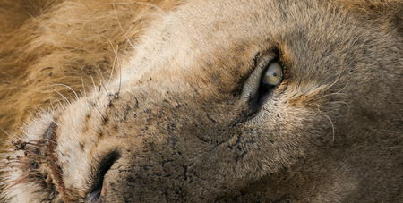 Lion eyeの写真素材