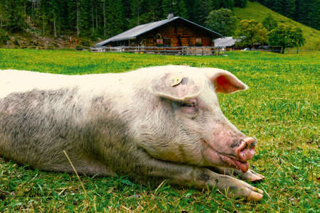 Alpine sow, Alpine Pigの写真素材
