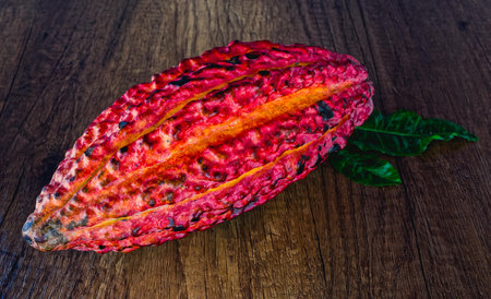 Coco on wooden table の写真素材