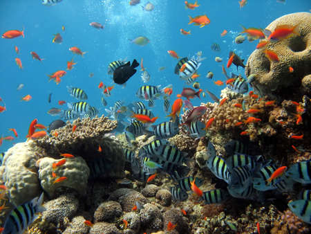 A beautiful picture of a coral reef teeming with life and bubbles in the background. shot in the Red Seaの写真素材