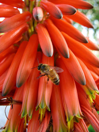 bee on aloe succotrina flowersの写真素材