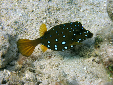 As its name implies, the boxfish is a box shaped fish, it is found in the shallower parts of the...