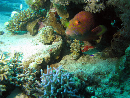 A jewel grouper hiding amongst coralsの写真素材
