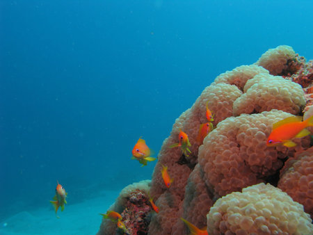 Soft corals and anthias