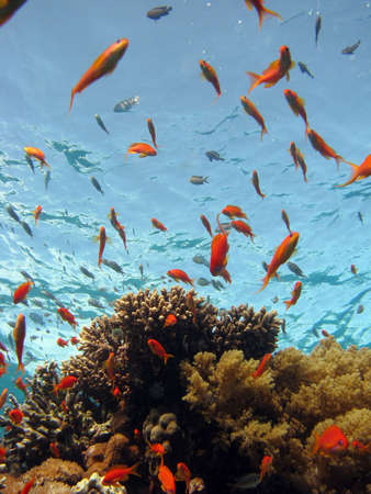 Coral Scene. shot in the Red Sea 17/12/2007の写真素材