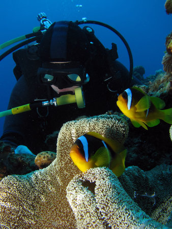A diver looking at the clownfish in front of him.