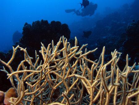 Coral with diver in the backgroundの写真素材