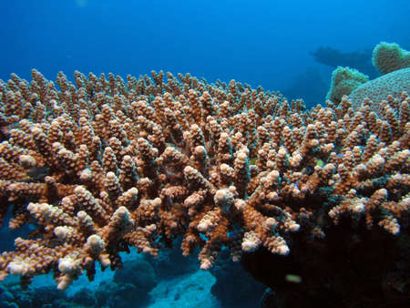A close up of a coral colonyの写真素材