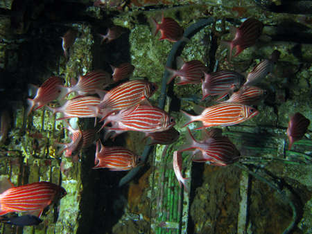 School of red fish inside a ship wreckの写真素材