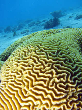 Brain coral. shot in the Red Sea の写真素材
