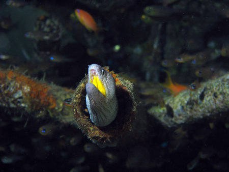 A Moray Eel near some coral peeking out of a pipe