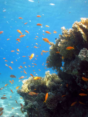 Underwater photograph of a coral reef in the Red Seaの写真素材