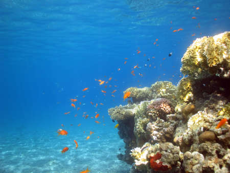 Underwater photograph of a coral reef in the Red Seaの写真素材