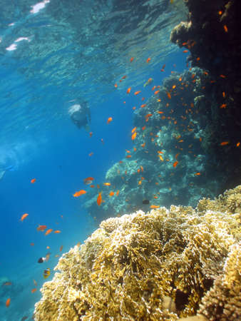 Underwater photograph of a coral reef in the Red Sea with snorkeller in backgroundの写真素材