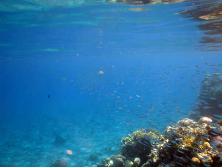 A school of tiny fish swimming byの写真素材
