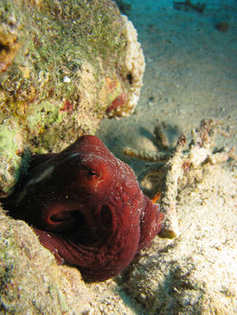 Octopus hiding away between rocksの写真素材