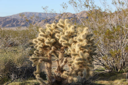 Cholla Cactus in Lucerne Valley Californiaの写真素材