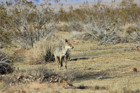 Coyote in Joshua Tree California