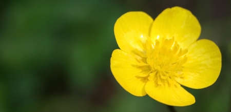 Yellow flower against green backround.の写真素材