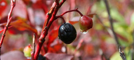 Mountain berries with raindrop and red leaves.の写真素材