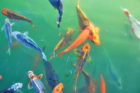 Colorful Japan fishes.の写真素材