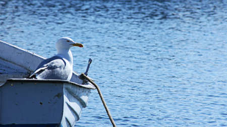 Sailing Lonelyの写真素材