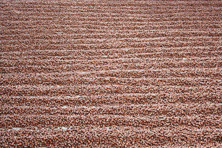 Hazelnuts At Harvest Tiimeの写真素材