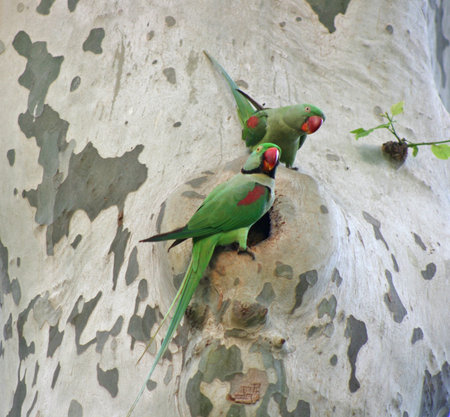 A pair of parrots in park